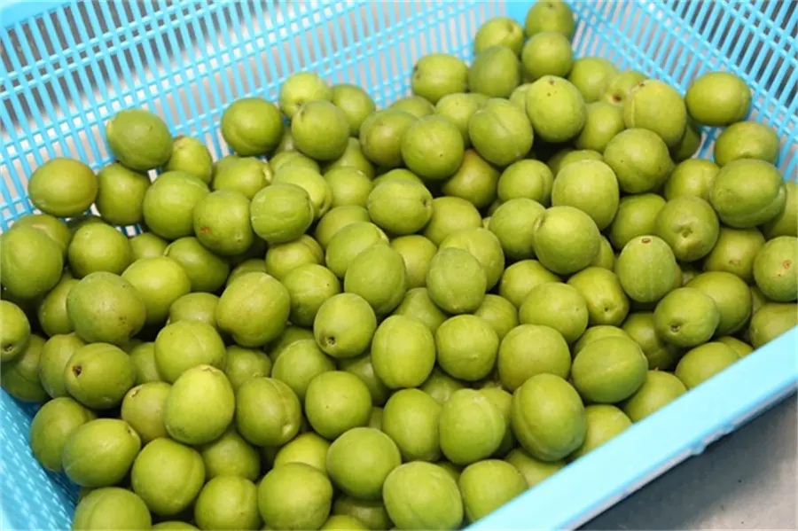 edium Element Water Soluble Fertilizer03rxt