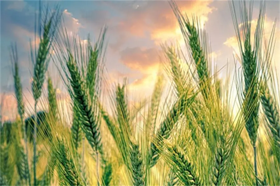 Large Element Water Soluble Fertilizer0230f